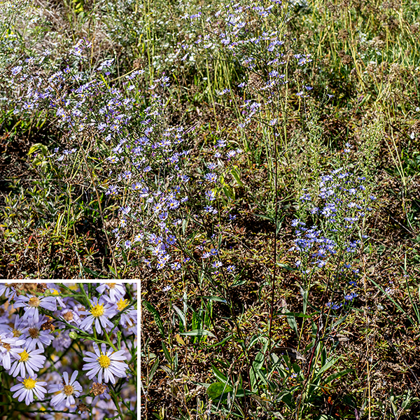 Skyblue aster (aka, azure aster) is a native perennial that grows 1.5-3 feet tall; like many asters, it is largely unbranched except near the inflorescence. The stems are round in section, light green, hairless or sparsely hairy. The basal leaves (4" long, 1.75" wide) are broader than the lower stem leaves, have petioles that are narrowly winged and twice the length of the lower stem leaf petioles, the base of the leaf is heart-shaped, and the leaf margins sometimes (but not always) have distinct teeth on their margins. However, the basal leaves often wither before flowering, so don't be surprised if you don't see them. The stem leaves are alternate, decreasing in leaf size and petiole length and changing shape from the bottom to the top of the stem; all have smooth (toothless) margins, and all have upper and lower surfaces that feel like fine sandpaper. The lower stem leaves are 3" long and half as wide; they are narrowly oval with 2" long, broadly winged petioles. The middle stem leaves are up to 2.5" long and 3/4" wide, lance-shaped; they also have winged petioles. The upper stem leaves are up to 1.25" long and 1/4" wide; they are more rectangular with pointed ends and are sessile on the stem (no petiole). The central stem terminates in a 6-18" long panicle of flowerheads; the panicle is twice as long as wide. The panicle has a central stalk (rachis), several primary branches and numerous secondary (off the primary) and tertiary (off the secondary) branches that end in flowerheads. The branches have scale-like, 3/4" long leafy bracts spaced along their lengths. Individual flowerheads are 1/2-3/4" across with 10-25 lavender or pale blue ray florets and 20-25 disk florets. The disk florets are initially yellow, turning reddish-purple with age; they seem to me to be unusually large for an aster. The phyllaries (bracts) surrounding the base of the flowerhead are small (2 mm) and tightly appressed, each with a diamond-shaped green tip and often with a spot of blue-purple at the very tip. The fruits are bullet-shaped, 1.5-2mm long dry seeds, purplish brown, with a tuft of hairs. Skyblue aster is similar to smooth blue aster (S. laeve), but that species has sessile leaves; sky blue aster has petioles on the lower and middle leaves, only the upper leaves are sessile. Skyblue aster is also similar to Short's aster (Symphyotrichum shortii), but the latter has upper leaves with a heart-shaped base rather than smoothly tapering to a sessile attachment as in skyblue aster. Generally, skyblue aster is most easily identified by the long, narrow, arrowhead-shaped lower leaves that feel like fine sandpaper on both surfaces.