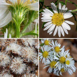 The upper stems of hairy aster give rise to 2 foot long, 1.25 foot wide panicles with a central rachis that produces spreading or ascending primary branches and smaller secondary branches that bear the flowerheads. Each flowerhead is 1/2-3/4" across with 15-35 white ray florets and 20-40 yellow disk florets that turn reddish purple or brown with age. The bracts (phyllaries) that surround the base of the flowerhead are present in 4-5 layers; they are 3 mm long and light green with a long, darker green tip. The edges of the phyllaries are often rolled under and thus may appear needle-like. The phyllaries and the bracts attached to the panicle branches both have a tiny spine at their tip. (Note: heath aster (S. ericoides) also has such spines but has smaller flowerheads, broad, blunt phyllaries with a larger spine, and the hairs on the stems are either appressed to the stem or are ascending.) The fruits are 1-1.15 mm long, tan colored, dry seeds with 3-4 longitudinal ribs and a tuft of white hairs. After blooming is completed, rosettes of 3" long, 1" wide, spoon-shaped basal leaves develop and persist through the winter into the spring, but wither away before blooming begins again.