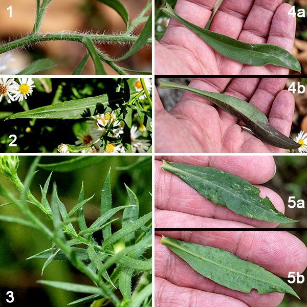 Hairy aster (aka, frost aster or awl aster) is a native species largely restricted to the eastern half of the U.S.; it is probably the most common aster in Illinois. Hairy asters are up to 3.5 feet tall and about the same across, single or multistemmed, often shrubby. The stems are round in section, light green, and typically covered in long, white, spreading hairs; lower stems may be reddish brown and hairless. Stem leaves are alternate with short hairy margins. On the lower parts of the stems, the leaves are up to 4.5" long and 3/4" wide; length decreases higher on the stem. Lower and middle leaves are some elongate variant of elliptical, with a few teeth towards their tips; upper leaves are narrowly oblong and toothless. All leaves are covered with long, spreading hairs with shorter hairs protruding from the leaf edges. Small clumps of secondary leaves arise from the leaf axils. The leaves taper gradually towards their bases to a sessile attachment or they clasp the stem; the tips are usually stiff and pointed.