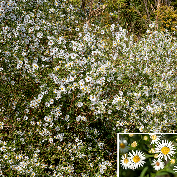 Hairy aster (aka, frost aster or awl aster) is a native species largely restricted to the eastern half of the U.S.; it is probably the most common aster in Illinois. Hairy asters are up to 3.5 feet tall and about the same across, single or multistemmed, often shrubby. The stems are round in section, light green, and typically covered in long, white, spreading hairs; lower stems may be reddish brown and hairless. Stem leaves are alternate with short hairy margins. On the lower parts of the stems, the leaves are up to 4.5" long and 3/4" wide; length decreases higher on the stem. Lower and middle leaves are some elongate variant of elliptical, with a few teeth towards their tips; upper leaves are narrowly oblong and toothless. All leaves are covered with long, spreading hairs with shorter hairs protruding from the leaf edges. Small clumps of secondary leaves arise from the leaf axils. The leaves taper gradually towards their bases to a sessile attachment or they clasp the stem; the tips are usually stiff and pointed. The upper stems give rise to 2 foot long, 1.25 foot wide panicles with a central rachis that produces spreading or ascending primary branches and smaller secondary branches that bear the flowerheads. Each flowerhead is 1/2-3/4" across with 15-35 white ray florets and 20-40 yellow disk florets that turn reddish purple or brown with age. The bracts (phyllaries) that surround the base of the flowerhead are present in 4-5 layers; they are 3 mm long and light green with a long, darker green tip. The edges of the phyllaries are often rolled under and thus may appear needle-like. The phyllaries and the bracts attached to the panicle branches both have a tiny spine at their tip. (Note: heath aster (S. ericoides) also has such spines but has smaller flowerheads, broad, blunt phyllaries with a larger spine, and the hairs on the stems are either appressed to the stem or are ascending.) The fruits are 1-1.15 mm long, tan colored, dry seeds with 3-4 longitudinal ribs and a tuft of white hairs. After blooming is completed, rosettes of 3" long, 1" wide, spoon-shaped basal leaves develop and persist through the winter into the spring, but wither away before blooming begins again.