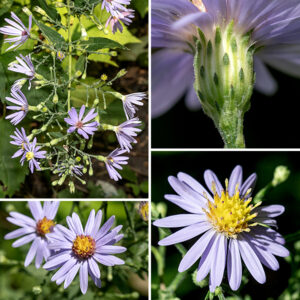 The panicles of Short's aster's flowerheads are up to 18" long and 8" across; the panicles arise from the tips of the central stem and the upper lateral branches. The flowering branches are long, widely spreading or arching, and covered with small, leaf-like bracts and stiff hairs. Individual flowerheads are 3/4-1" across. Flowerheads consist of 10-20 lavender or pale blue-violet (rarely white) ray florets and 15-23 disk florets, initially yellow but becoming reddish purple over time. The phyllaries that surround the base of the flowerheads are covered with stiff, white appressed hairs, are whitish or light green with a diagnostic dark green, diamond-shaped tip, and sometimes also with a dark green medial vein. The fruits are 2-3 mm long, oblong-shaped, with a tuft of light brown hairs at one end. The indented bases of the lower and middle leaves, the slender, wingless petiole, the hairless leaves, and the phyllaries with dark green apical diamonds together are good indicators of Short's aster. Short's aster is the commonest aster in bloom in Jackson Park in early autumn; later in the autumn it is overtaken in numbers (or at least visual impact) by New England asters.