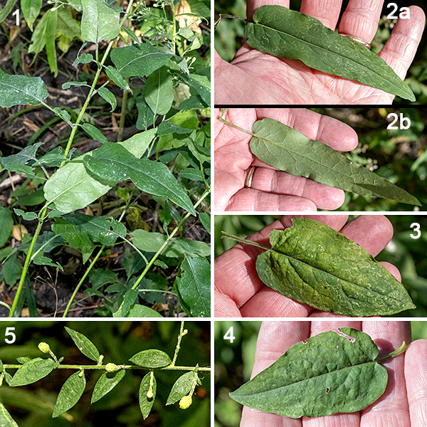 Short's aster is a native woodland aster that grows 2-3.5 feet tall, branching in the upper half of the plant; it's considered a general indicator of high-quality habitat. The stems are round in section, light green and variably hairy. The basal leaves are up to 6" long and 2" across; leaves progressively decrease in size higher on the stem. The basal and middle leaves have heart-shaped (indented) bases on thin petioles and have smooth margins; the upper leaves are lance shaped with rounded bases. Similarly, the petioles of the basal leaves are 1" long, becoming shorter higher up the stem until the upper leaves are sessile. The upper surface of the leaves is smooth and hairless (not rough with short hairs like Drummond's aster).