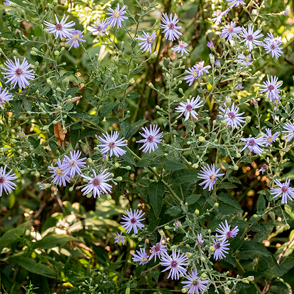 Short's aster is a native woodland aster that grows 2-3.5 feet tall, branching in the upper half of the plant; it's considered a general indicator of high-quality habitat. The stems are round in section, light green and variably hairy. The basal leaves are up to 6" long and 2" across; leaves progressively decrease in size higher on the stem. The basal and middle leaves have heart-shaped (indented) bases on thin petioles and have smooth margins; the upper leaves are lance shaped with rounded bases. Similarly, the petioles of the basal leaves are 1" long, becoming shorter higher up the stem until the upper leaves are sessile. The upper surface of the leaves is smooth and hairless (not rough with short hairs like Drummond's aster). The panicles of flowerheads are up to 18" long and 8" across; the panicles arise from the tips of the central stem and the upper lateral branches. The flowering branches are long, widely spreading or arching, and covered with small, leaf-like bracts and stiff hairs. Individual flowerheads are 3/4-1" across. Flowerheads consist of 10-20 lavender or pale blue-violet (rarely white) ray florets and 15-23 disk florets, initially yellow but becoming reddish purple over time. The phyllaries that surround the base of the flowerheads are covered with stiff, white appressed hairs, are whitish or light green with a diagnostic dark green, diamond-shaped tip, and sometimes also with a dark green medial vein. The fruits are 2-3 mm long, oblong-shaped, with a tuft of light brown hairs at one end. The indented bases of the lower and middle leaves, the slender, wingless petiole, the hairless leaves, and the phyllaries with dark green apical diamonds together are good indicators of Short's aster. Short's aster is the commonest aster in bloom in Jackson Park in early autumn; later in the autumn it is overtaken in numbers (or at least visual impact) by New England asters.
