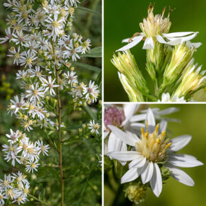 The upper stems and branches (some arising from upper leaf axils) of white arrowleaf aster terminate in 6-18" long panicles of flowerheads; the panicles are 2-3 times longer than wide. Each flowerhead is 1/2-3/4" across with 8-15 pistillate, white (rarely pale lavender) ray florets and 10-15 perfect (both stamens and styles present) disk florets. The disc florets are initially yellow but turn pink or light purple with age such that the flowerheads with yellow disk florets are often in the minority on the plant. The individual disk florets strike me as being larger than on many asters. The phyllaries (bracts) covering the base of the flowerhead are narrowly lance-shaped, usually hairless, dark green in the middle tapering to narrow, stiff, green to purplish tips. The fruits are 2 mm long, purplish-brown dry seeds with longitudinal ribs and a tuft of hairs at one end. White arrowleaf aster is similar to Drummond's aster (Symphyotrichum drummondii) but is less hairy and has distinctly different phyllaries. Among asters with white flowerheads, only white arrowleaf aster has heart-shaped leaves. (Other asters with heart-shaped leaves typically have blue to violet flowers.)