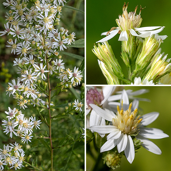 The upper stems and branches (some arising from upper leaf axils) of white arrowleaf aster terminate in 6-18" long panicles of flowerheads; the panicles are 2-3 times longer than wide. Each flowerhead is 1/2-3/4" across with 8-15 pistillate, white (rarely pale lavender) ray florets and 10-15 perfect (both stamens and styles present) disk florets. The disc florets are initially yellow but turn pink or light purple with age such that the flowerheads with yellow disk florets are often in the minority on the plant. The individual disk florets strike me as being larger than on many asters. The phyllaries (bracts) covering the base of the flowerhead are narrowly lance-shaped, usually hairless, dark green in the middle tapering to narrow, stiff, green to purplish tips. The fruits are 2 mm long, purplish-brown dry seeds with longitudinal ribs and a tuft of hairs at one end. White arrowleaf aster is similar to Drummond's aster (Symphyotrichum drummondii) but is less hairy and has distinctly different phyllaries. Among asters with white flowerheads, only white arrowleaf aster has heart-shaped leaves. (Other asters with heart-shaped leaves typically have blue to violet flowers.)