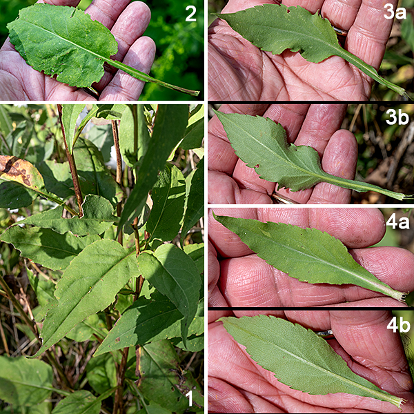 White arrowleaf aster (aka, arrowleaf aster) is another native aster that grows to 1.5-3.5 feet tall. The plant overwinters as a rosette of basal leaves 10" in diameter. The basal leaves are 5" long and 2" wide with a winged petiole that may be as long as the leaf blade. The basal leaves have pointed tips; they may be heart-shaped or ovate and have margins toothed to varying degrees. In the spring, the plant bolts, producing one to several light green or greenish yellow stems that are round in section and tend to be somewhat brittle; the bases of the stems tend to be hairless while the upper parts usually have lines of white hairs. The stem leaves are alternate. The lower stem leaves are virtually identical to the basal leaves. Both the basal leaves and the lowermost stem leaves may wither and disappear before flowering. Higher on the stem, the leaves decrease in size (as does the petiole) and become narrower but still end in a pointed tip. The uppermost stem leaves are sessile or nearly sessile. The upper surface of the stem leaves has a thin covering of short, stiff hairs; hairs on the lower leaf surface are largely restricted to the larger veins.