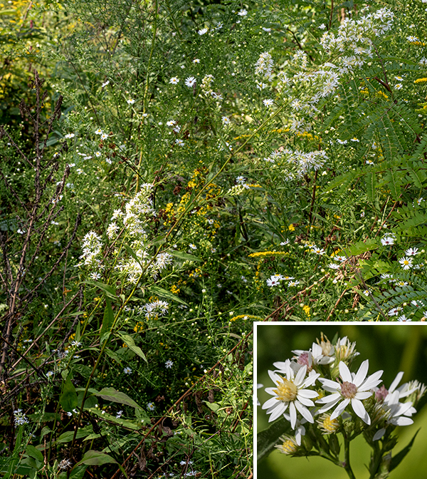 White arrowleaf aster (aka, arrowleaf aster) is another native aster that grows to 1.5-3.5 feet tall. The plant overwinters as a rosette of basal leaves 10" in diameter. The basal leaves are 5" long and 2" wide with a winged petiole that may be as long as the leaf blade. The basal leaves have pointed tips; they may be heart-shaped or ovate and have margins toothed to varying degrees. In the spring, the plant bolts, producing one to several light green or greenish yellow stems that are round in section and tend to be somewhat brittle; the bases of the stems tend to be hairless while the upper parts usually have lines of white hairs. The stem leaves are alternate. The lower stem leaves are virtually identical to the basal leaves. Both the basal leaves and the lowermost stem leaves may wither and disappear before flowering. Higher on the stem, the leaves decrease in size (as does the petiole) and become narrower but still end in a pointed tip. The uppermost stem leaves are sessile or nearly sessile. The upper surface of the stem leaves has a thin covering of short, stiff hairs; hairs on the lower leaf surface are largely restricted to the larger veins. The upper stems and branches (some arising from upper leaf axils) terminate in 6-18" long panicles of flowerheads; the panicles are 2-3 times longer than wide. Each flowerhead is 1/2-3/4" across with 8-15 pistillate, white (rarely pale lavender) ray florets and 10-15 perfect (both stamens and styles present) disk florets. The disc florets are initially yellow but turn pink or light purple with age such that the flowerheads with yellow disk florets are often in the minority on the plant. The individual disk florets strike me as being larger than on many asters. The phyllaries (bracts) covering the base of the flowerhead are narrowly lance-shaped, usually hairless, dark green in the middle tapering to narrow, stiff, green to purplish tips. The fruits are 2 mm long, purplish-brown dry seeds with longitudinal ribs and a tuft of hairs at one end. White arrowleaf aster is similar to Drummond's aster (Symphyotrichum drummondii) but is less hairy and has distinctly different phyllaries. Among asters with white flowerheads, only white arrowleaf aster has heart-shaped leaves. (Other asters with heart-shaped leaves typically have blue to violet flowers.)