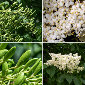 Japanese tree lilac (aka, Japanese lilac) is an exotic shrub or tree that is native to Asia; it gets 20-30 feet tall and 15-25 feet wide. It may have multiple trunks. The bark on the trunk is shiny and reddish-brown (rather like cherry trees) with horizontally elongated lenticels (air pores). The leaves are 2-5.5" long and 1-3" wide, opposite, dark green, oval with a sharp tip and a rounded base with a 1/2-1" petiole, pinnate venation, and smooth margins. The inflorescences are 6-12" high panicles dense with creamy-white flowers. Individual flowers have a 1-2 mm long calyx; a 3-5 mm long cream-colored corolla with five stubby lobes (petals) and a four-lobed apex; five white stamens with yellow anthers widely spreading radially; and a single long white style bearing a club-like stigma. The fruits are 3/4" long dry capsules, initially green but turning reddish-brown or yellow with maturity. The capsule splits to release the two winged seeds.