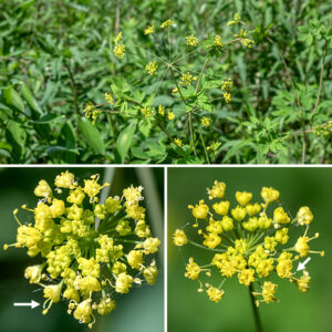 Some upper stems produce compound umbels at their tips made of tiny, yellow flowers; the umbels are very open (they remind me of a fireworks burst), up to 4-7" across with 12-15 umbellets of about a dozen flowers. Individual flowers are about 1/8" across with five tightly furled, yellow petals; five stamens emerging from between the incurled petals and widely spreading with pale yellow anthers; and two styles. Sepals are absent. The flowers tend to be either pistillate (stamens reduced or absent) or staminate (styles reduced or absent), but a few perfect flowers occur. Yellow pimpernel prefers dry habitats on a slope at the edge of woods.