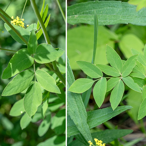 Yellow pimpernel is a spindly native perennial that grows to heights of 1-3 feet. The stem is dull green to reddish (sometimes with a slight glaucous bloom), hairless, and round in section. The stem leaves are alternate. All leaves have a sheath at their base and are compound, with leaflets forming groups of three to five; the larger leaves are doubly compound, while smaller leaves may be either singly or doubly compound. Lower compound leaves may be as much as 12" long and half as wide; upper leaves are much smaller. Leaflets are dull green with smooth blades and margins; they are about 1" long and half as wide, typically oval shaped. Terminal leaflets in each trifoliate group have an obvious petiole, while the lateral leaflets are sessile (or nearly so). Unlike most members of the carrot family (Apiaceae), the leaflets of yellow pimpernel lack lobes or teeth.