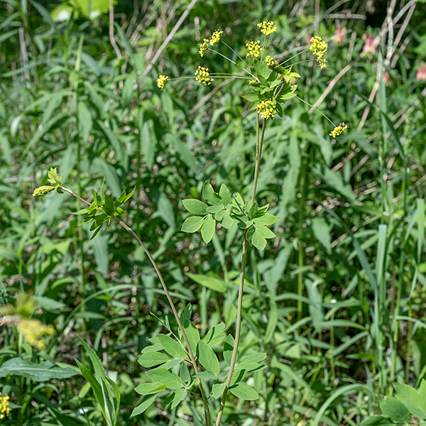 Yellow pimpernel is a spindly native perennial that grows to heights of 1-3 feet. The stem is dull green to reddish (sometimes with a slight glaucous bloom), hairless, and round in section. The stem leaves are alternate. All leaves have a sheath at their base and are compound, with leaflets forming groups of three to five; the larger leaves are doubly compound, while smaller leaves may be either singly or doubly compound. Lower compound leaves may be as much as 12" long and half as wide; upper leaves are much smaller. Leaflets are dull green with smooth blades and margins; they are about 1" long and half as wide, typically oval shaped. Terminal leaflets in each trifoliate group have an obvious petiole, while the lateral leaflets are sessile (or nearly so). Some upper stems produce compound umbels at their tips made of tiny, yellow flowers; the umbels are very open (they remind me of a fireworks burst), up to 4-7" across with 12-15 umbellets of about a dozen flowers. Individual flowers are about 1/8" across with five tightly furled, yellow petals; five stamens emerging from between the incurled petals and widely spreading with pale yellow anthers; and two styles. Sepals are absent. The flowers tend to be either pistillate (stamens reduced or absent) or staminate (styles reduced or absent), but a few perfect flowers occur. Yellow pimpernel prefers dry habitats on a slope at the edge of woods. Unlike most members of the carrot family (Apiaceae), the leaflets of yellow pimpernel lack lobes or teeth.