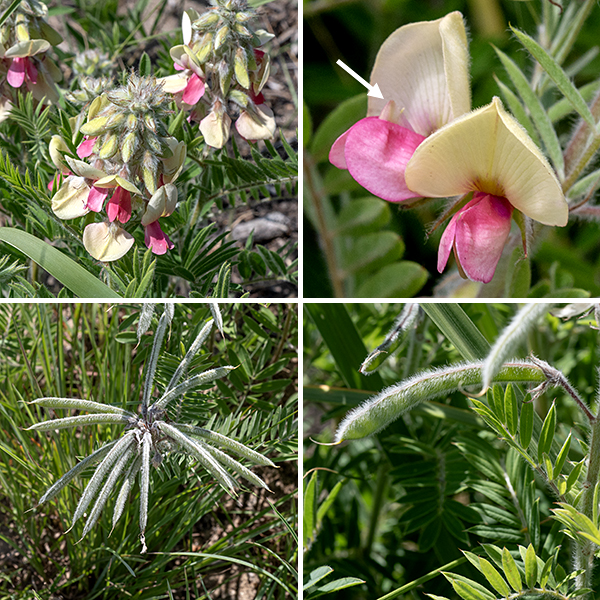 The tips of the stems of goat's-rue give rise to 2-3" long racemes of buds and flowers. The unmistakable, bicolored pea-like flowers are about 1/2-3/4" wide and long, creamy white or yellowish on the vertical petal (the "standard") and rosy-pink on the lateral wings and the keel. (A total of five petals.) The flowers consist of a short, tubular calyx with five teeth, five petals in a pea-like configuration, 10 stamens (nine with fused filaments, one free from its midpoint) with small yellow anthers, and a single pistil with a tiny terminal stigma. Both stamens and pistil are enclosed by the keel. The seedpods are 1.5-3" long, cylindrical, slightly flattened beans spreading laterally from the flower spike; these, too, are (densely) silky-hairy. The seedpods are initially light green but turn brown with maturity. They split along the symmetry plane of the seedpod and the valves develop a spiral curl to release the seeds. Goat's-rue prefers sandy habitats. The long, woody roots contain rotenone, a compound that is toxic to fish and insects; it inhibits ATP production and disrupts mitochondrial function by blocking the electron transport chain. It would not be a good idea to suck on or ingest the roots of goat's-rue.
