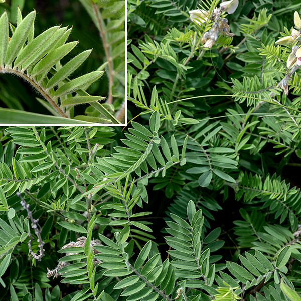 Goat's-rue stems are light green, sparsely branched, round in section, and hairy. The leaves are compound, odd-pinnate, with 9-25 elongate-oval leaflets about 1/4" wide and 1/2-1" long. The petiole and rachis are covered with short hairs; a pair of 1/4" long, narrow stipules flank the base of the petiole. The leaflets are grayish green, variably hairy, with a clear central vein that protrudes from the tip of the blade as a spine.