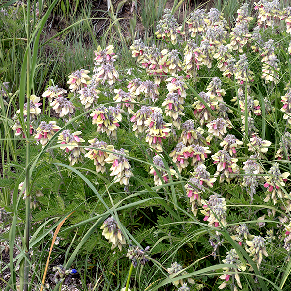 Goat's-rue is a native perennial that produces sprawling, multistemmed colonies that are only 1-2 feet tall bearing distinctive bi-colored, pea-like flowers. All parts of the stems, petioles, and foliage are hairy to some degree. The stems are light green, sparsely branched, round in section, and hairy. The leaves are compound, odd-pinnate, with 9-25 elongate-oval leaflets about 1/4" wide and 1/2-1" long. The petiole and rachis are covered with short hairs; a pair of 1/4" long, narrow stipules flank the base of the petiole. The leaflets are grayish green, variably hairy, with a clear central vein that protrudes from the tip of the blade as a spine. The tips of the stems give rise to 2-3" long racemes of buds and flowers. The unmistakable, bicolored pea-like flowers are about 1/2-3/4" wide and long, creamy white or yellowish on the vertical petal (the "standard") and rosy-pink on the lateral wings and the keel. (A total of five petals.) The flowers consist of a short, tubular calyx with five teeth, five petals in a pea-like configuration, 10 stamens (nine with fused filaments, one free from its midpoint) with small yellow anthers, and a single pistil with a tiny terminal stigma. Both stamens and pistil are enclosed by the keel. The seedpods are 1.5-3" long, cylindrical, slightly flattened beans spreading laterally from the flower spike; these, too, are (densely) silky-hairy. The seedpods are initially light green but turn brown with maturity. They split along the symmetry plane of the seedpod and the valves develop a spiral curl to release the seeds. Goat's-rue prefers sandy habitats. The long, woody roots contain rotenone, a compound that is toxic to fish and insects; it inhibits ATP production and disrupts mitochondrial function by blocking the electron transport chain. It would not be a good idea to suck on or ingest the roots of goat's-rue.