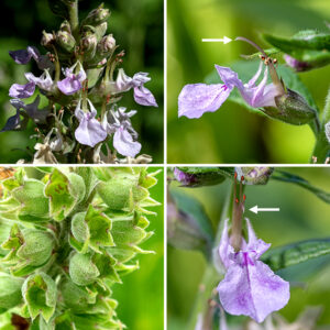 American germander flower spikes develop on the tips of the stems, with flowers opening from the bottom of the spike towards the (elongating) tip. Individual flowers are small (about 1/3-3/4"), white or lavender, with a bell-shaped, hairy calyx; an upper lip reduced to two lance-like, vertical lateral lobes that insure pollinators remain beneath the single long, arching single and 3-4 stamens with purple anthers; and a greatly expanded lower lip (a landing pad for pollinators) covered with purple spots. The fruit consists of four nutlets that are nearly fused together, nestled in the remnants of the calyx (which clearly shows the asymmetrical teeth — bottom two smaller than upper three). The nutlets are greenish white when immature, becoming redder and coarsely pitted as they mature. American germander is distinguished from other members of the mint family (Lamiaceae) by the very small upper lip and enlarged lower lip. Related species of Teucrium contain a toxic compound that causes liver damage in animals; for safety's sake, I would avoid herbal remedies that include American germander.