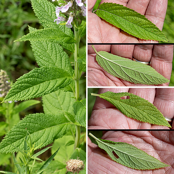American germander is a native perennial 2-3 feet tall. It is a typical member of the mint family with a stout, square ("four-angled") stem; similar side stems arise from some of the of the leaf axils in the upper half of the plant. The leaves are opposite, broadly oval or lance-shaped, up to 5" long and 2.5" across with coarsely serrated margins, and with sunken veins (like a multipartitioned, vegetative air mattress). Each pair of opposite leaves is rotated by 90° from the pairs above and below. The lower leaves have short, robust petioles; the upper leaves are sessile.
