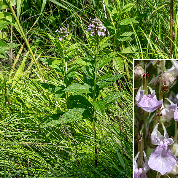American germander is a native perennial 2-3 feet tall. It is a typical member of the mint family with a stout, square ("four-angled") stem; similar side stems arise from some of the of the leaf axils in the upper half of the plant. The leaves are opposite, broadly oval or lance-shaped, up to 5" long and 2.5" across with coarsely serrated margins, and with sunken veins (like a multipartitioned, vegetative air mattress). Each pair of opposite leaves is rotated by 90° from the pairs above and below. The lower leaves have short, robust petioles; the upper leaves are sessile. Flower spikes develop on the tips of the stems, with flowers opening from the bottom of the spike towards the (elongating) tip. Individual flowers are small (about 1/3-3/4"), white or lavender, with a bell-shaped, hairy calyx; an upper lip reduced to two lance-like, vertical lateral lobes that insure pollinators remain beneath the single long, arching single and 3-4 stamens with purple anthers; and a greatly expanded lower lip (a landing pad for pollinators) covered with purple spots. The fruit consists of four nutlets that are nearly fused together, nestled in the remnants of the calyx (which clearly shows the asymmetrical teeth — bottom two smaller than upper three). The nutlets are greenish white when immature, becoming redder and coarsely pitted as they mature. American germander is distinguished from other members of the mint family (Lamiaceae) by the very small upper lip and enlarged lower lip. Related species of Teucrium contain a toxic compound that causes liver damage in animals; for safety's sake, I would avoid herbal remedies that include American germander.