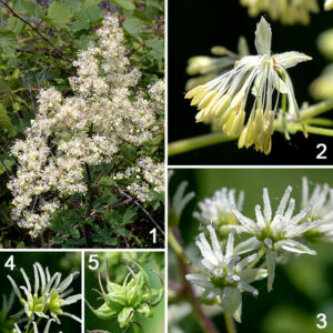 Purple meadow-rue is a native perennial that is listed as "vulnerable" in Illinois. The species is found in most of the lower 48 states in the U.S. but is notably absent from states on the Atlantic and Pacific coasts (however, it is present along the Gulf of Mexico). Purple meadow-rue is dioecious — some plants produce only staminate (male) flowers, each with around a dozen stamens; other plants bear only pistillate (female) flowers, each with about ten pistils. The male flowers are the showier of the two. Petals are absent (the plant is wind-pollinated). Both the narrow, whitish-grey, thread-like pistils and the yellow-green stamens (with pale yellow anthers) droop from 4-5 light green sepals (that may drop off). Fertilized female flowers develop a single, spindle-shaped fruit that is 1/4" long, elongated, sharply pointed with a remnant style, 4-6 raised ribs, and slightly concave along one side. The fruit is initially green, turning brown with maturity. Early meadow-rue (Thalictrum dioicum) is similar to purple meadow-rue but has light purplish-green stems and leaves with 3-9 (typically five) rounded lobes and long petioles on the upper leaves.
