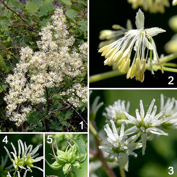 Purple meadow-rue is a native perennial that is listed as "vulnerable" in Illinois. The species is found in most of the lower 48 states in the U.S. but is notably absent from states on the Atlantic and Pacific coasts (however, it is present along the Gulf of Mexico). Purple meadow-rue is dioecious — some plants produce only staminate (male) flowers, each with around a dozen stamens; other plants bear only pistillate (female) flowers, each with about ten pistils. The male flowers are the showier of the two. Petals are absent (the plant is wind-pollinated). Both the narrow, whitish-grey, thread-like pistils and the yellow-green stamens (with pale yellow anthers) droop from 4-5 light green sepals (that may drop off). Fertilized female flowers develop a single, spindle-shaped fruit that is 1/4" long, elongated, sharply pointed with a remnant style, 4-6 raised ribs, and slightly concave along one side. The fruit is initially green, turning brown with maturity. Early meadow-rue (Thalictrum dioicum) is similar to purple meadow-rue but has light purplish-green stems and leaves with 3-9 (typically five) rounded lobes and long petioles on the upper leaves.