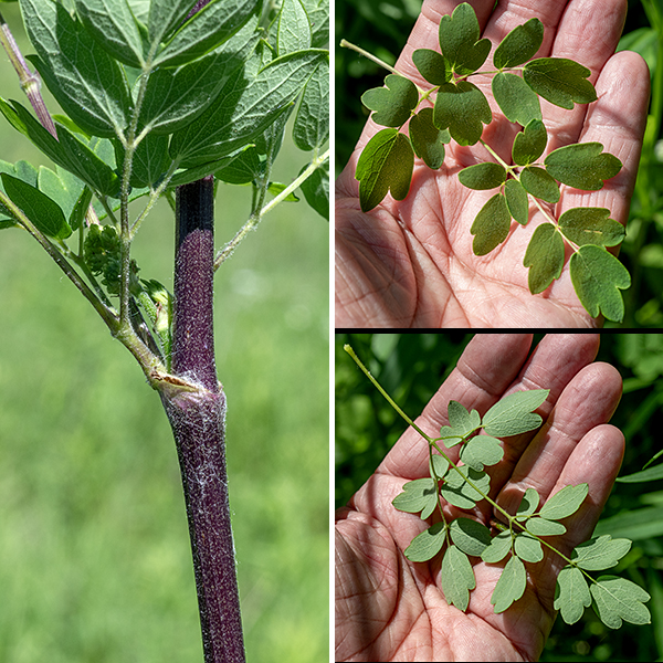 Purple meadow-rue is tall (up to seven feet), and initially unbranched; the stems are (usually) purple, round in section, and either hairless or sparsely fuzzy with short hairs. The stem leaves are alternate, ternately compound, and up to two feet long and across with long petioles near the base of the stem, decreasing in size and petiole length higher on the stem, becoming sessile on the upper leaves. The leaflets are blue-green, sessile, 3/4-2" long and 2/3 as wide, usually with 2-3 lobes with a distinct point at the tip; the margins of the leaflets are smooth and sometimes rolled under.