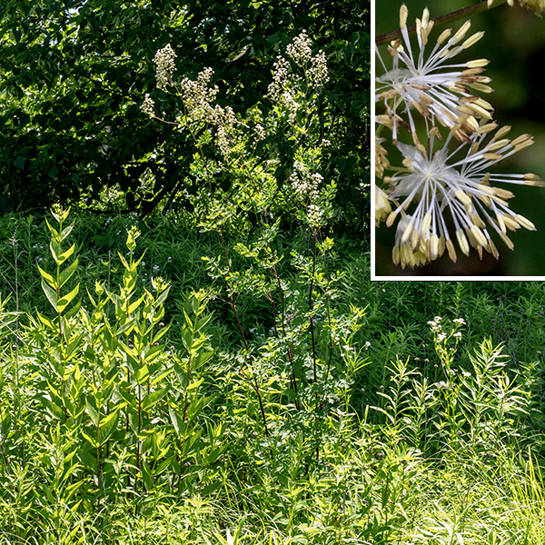 Purple meadow-rue is a native perennial that is listed as "vulnerable" in Illinois. The species is found in most of the lower 48 states in the U.S. but is notably absent from states on the Atlantic and Pacific coasts (however, it is present along the Gulf of Mexico). Purple meadow-rue is tall (up to seven feet), and initially unbranched; the stems are (usually) purple, round in section, and either hairless or sparsely fuzzy with short hairs. The stem leaves are alternate, ternately compound, and up to two feet long and across with long petioles near the base of the stem, decreasing in size and petiole length higher on the stem, becoming sessile on the upper leaves. The leaflets are blue-green, sessile, 3/4-2" long and 2/3 as wide, usually with 2-3 lobes with a distinct point at the tip; the margins of the leaflets are smooth and sometimes rolled under. Purple meadow-rue is dioecious — some plants produce only staminate (male) flowers, each with around a dozen stamens; other plants bear only pistillate (female) flowers, each with about ten pistils. The male flowers are the showier of the two. Petals are absent (the plant is wind-pollinated). Both the narrow, whitish-grey, thread-like pistils and the yellow-green stamens (with pale yellow anthers) droop from 4-5 light green sepals (that may drop off). Fertilized female flowers develop a single, spindle-shaped fruit that is 1/4" long, elongated, sharply pointed with a remnant style, 4-6 raised ribs, and slightly concave along one side. The fruit is initially green, turning brown with maturity. Early meadow-rue (Thalictrum dioicum) is similar to purple meadow-rue but has light purplish-green stems and leaves with 3-9 (typically five) rounded lobes and long petioles on the upper leaves.