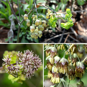 Early meadow-rue's main stem terminates in a panicle up to a foot long and wide; each branch in the panicle has a corymb of about five flowers at its tip. Early meadow-rue is dioecious — some plants produce only staminate (male) flowers, each with 10+ stamens; other plants bear only pistillate (female) flowers, each with up to 15 pistils. Both male and female flowers droop from their stems, but the male flowers have a longer droop than do the female flowers. Both male and female flowers are about 1/2" long and 1/4" across with 4-5 pale green sepals with white margins (which often fall off). Neither male nor female flowers have petals; pollination is via the wind. Fertilized female flowers produce ellipsoid, dry seeds that are pointed at both ends; the surface bears strong ribbing. Early meadow-rue prefers shady woodlands. It has more lobes on its leaves (usually 3-5), and the lobes are more rounded than purple meadow-rue (Thalictrum dasycarpum), the other Thalictrum species in Jackson Park, does (2-3 pointed lobes).