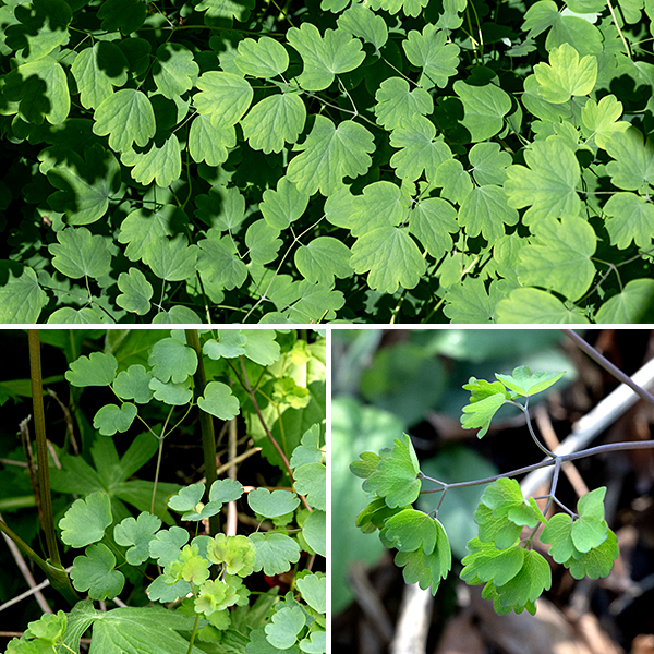 Early meadow-rue stems are pale green to pale purplish green, hairless, often with a waxy bloom, and round in section. The leaves are alternate, double or triple odd-pinnate, and up to a foot long and wide. Each branch of the compound leaf has three or five hairless leaflets up to 1.75" long and across with 3-9 rounded or bluntly pointed lobes (usually five or more); each leaflet has a slender petiolule.