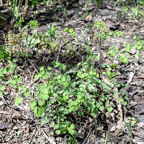 Early meadow-rue is a native perennial that gets up to 2.5 feet tall, much shorter than its later-blooming cousin, purple meadow-rue (Thalictrum dasycarpum). The stems are pale green to pale purplish green, hairless, often with a waxy bloom, and round in section. The leaves are alternate, double or triple odd-pinnate, and up to a foot long and wide. Each branch of the compound leaf has three or five hairless leaflets up to 1.75" long and across with 3-9 rounded or bluntly pointed lobes (usually five or more); each leaflet has a slender petiolule. The main stem terminates in a panicle up to a foot long and wide; each branch in the panicle has a corymb of about five flowers at its tip. Early meadow-rue is dioecious — some plants produce only staminate (male) flowers, each with 10+ stamens; other plants bear only pistillate (female) flowers, each with up to 15 pistils. Both male and female flowers droop from their stems, but the male flowers have a longer droop than do the female flowers. Both male and female flowers are about 1/2" long and 1/4" across with 4-5 pale green sepals with white margins (which often fall off). Neither male nor female flowers have petals; pollination is via the wind. Fertilized female flowers produce ellipsoid, dry seeds that are pointed at both ends; the surface bears strong ribbing. Early meadow-rue prefers shady woodlands. It has more lobes on its leaves (usually 3-5), and the lobes are more rounded than purple meadow-rue (Thalictrum dasycarpum), the other Thalictrum species in Jackson Park, does (2-3 pointed lobes).