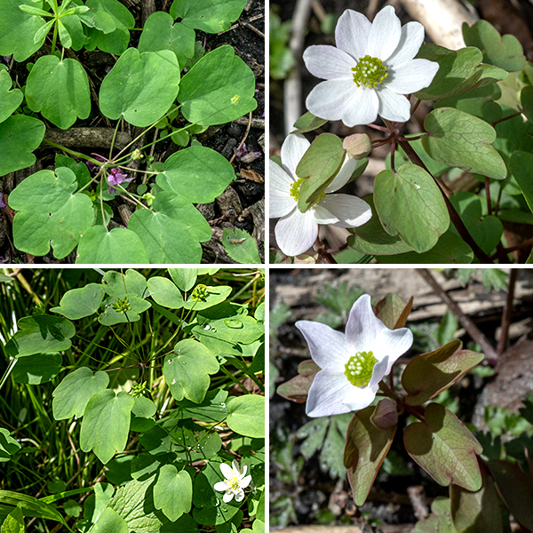 Rue anemone is a native perennial that is listed as "threatened" in Illinois. It is one of the "spring ephemerals" that typically blooms in April and May in Jackson Park; it is only 4-8" tall when in bloom. Before blooming, rue anemone produces a whorl of trifoliate basal leaves on slender, light green to reddish purple, hairless, long and slender stems. The leaflets of the basal leaves are oblong, 1.5" long and 1" across, each purplish green, hairless leaflet with three blunt lobes and a 1/4" long petiolule. Stems similar to the stems of the basal leaves arise from the basal whorl; stem leaves similar to the basal leaves may appear mid-stem, but the stem leaves are usually restricted to a whorl of trifoliate leaves, single leaflets, or a combination of the two at the tip of the stem.