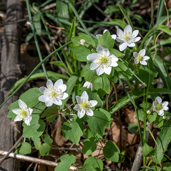 Rue anemone is a native perennial that is listed as "threatened" in Illinois. It is one of the "spring ephemerals" that typically blooms in April and May in Jackson Park; it is only 4-8" tall when in bloom. Before blooming, rue anemone produces a whorl of trifoliate basal leaves on slender, light green to reddish purple, hairless, long and slender stems. The leaflets of the basal leaves are oblong, 1.5" long and 1" across, each purplish green, hairless leaflet with three blunt lobes and a 1/4" long petiolule. Stems similar to the stems of the basal leaves arise from the basal whorl; stem leaves similar to the basal leaves may appear mid-stem, but the stem leaves are usually restricted to a whorl of trifoliate leaves, single leaflets, or a combination of the two at the tip of the stem. Immediately above the terminal stem leaves or leaflets is an umbel of one to six 1/2-1" flowers on 1.5" long pedicels. Each flower has 5-10 white or pinkish-white, petal-like sepals and a striking green center made of 1-16 pistils surrounded by 7-30 stamens with yellow anthers. There are no true petals. The fruit is a cluster of 5-15 strongly ribbed spindles about 8 mm long, pointed at both ends; each contains a single seed. Rue anemone prefers woodlands with dappled sunlight in the spring but tolerates shade in the summer months. The leaflets/leaves of rue anemone are similar to the leaflets of purple meadow-rue (Thalictrum dasycarpum), but you'll never confuse the two; purple meadow-rue blooms six weeks later and is seven feet taller than rue anemone.