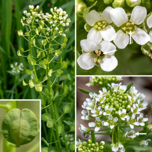 Field pennycress's central stem and the upper side stems produce racemes of flowers at their tips. The flowers bloom at the tip of the raceme, which continues to elongate to 3-8" long and to produce new buds; the prominent, disk-shaped fruits develop lower on the raceme. Individual flowers are about 1/8-1/4" across on a 1/2" pedicel; there are four green sepals with whitish edges, four white, oval petals, six yellowish-green stamens (three on each side of the flattened ovary), and a single short style. The fruit is a 1/2" wide flattened, winged disc with a distinct U-shaped notch at the apex; the fruits are borne on the flower pedicels, which spread perpendicular to the stem. Each seedpod has two compartments, each compartment containing several dark brown seeds. Other mustards have long, cylindrical seedpods; the nearly-circular seedpod of field pennycress is unique among Jackson Park mustards. Young field pennycress plants are edible but become very bitter at flowering. Cows that feed on field pennycress produce "tainted" milk that tastes like garlic.