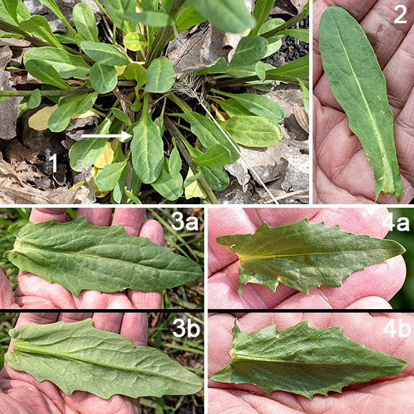 Field pennycress is an exotic annual that is native to Eurasia; it grows 1-2.5 feet tall, sometimes in dense, single-species stands but. As an annual, it is less predictable in its appearance in a given site year-to-year than most Jackson Park wildflowers (the majority (58%) of which are perennials). Field pennycress may be a winter annual, a summer annual, or a winter biennial. Winter annuals produce a basal rosette 6" across of egg-shaped leaves with long, winged petioles. Summer annuals or winter biennials produce a central stem and several side stems that are hairless and ribbed; some of the ribs may be winged. The stem leaves are alternate, hairless, and four times longer than wide, with a leaf blade that is lance-shaped or egg-shaped, with slightly wavy margins bearing a few blunt teeth. The lower stem leaves may have short petioles or may be sessile; the upper stem leaves clasp the stem with ear-like lobes and taper to a blunt point.
