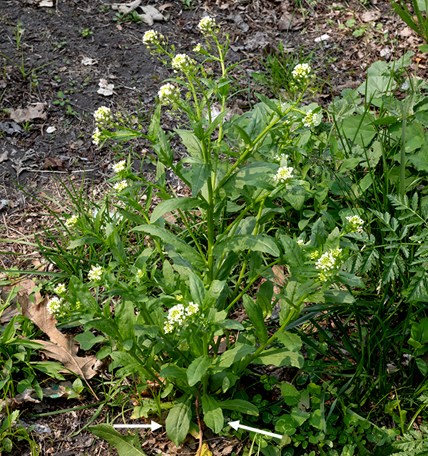 Field pennycress is an exotic annual that is native to Eurasia; it grows 1-2.5 feet tall, sometimes in dense, single-species stands but. As an annual, it is less predictable in its appearance in a given site year-to-year than most Jackson Park wildflowers (the majority (58%) of which are perennials). Field pennycress may be a winter annual, a summer annual, or a winter biennial. Winter annuals produce a basal rosette 6" across of egg-shaped leaves with long, winged petioles. Summer annuals or winter biennials produce a central stem and several side stems that are hairless and ribbed; some of the ribs may be winged. The stem leaves are alternate, hairless, and four times longer than wide, with a leaf blade that is lance-shaped or egg-shaped, with slightly wavy margins bearing a few blunt teeth. The lower stem leaves may have short petioles or may be sessile; the upper stem leaves clasp the stem with ear-like lobes and taper to a blunt point. The central stem and the upper side stems produce racemes of flowers at their tips. The flowers bloom at the tip of the raceme, which continues to elongate to 3-8" long and to produce new buds; the prominent, disk-shaped fruits develop lower on the raceme. Individual flowers are about 1/8-1/4" across on a 1/2" pedicel; there are four green sepals with whitish edges, four white, oval petals, six yellowish-green stamens (three on each side of the flattened ovary), and a single short style. The fruit is a 1/2" wide flattened, winged disc with a distinct U-shaped notch at the apex; the fruits are borne on the flower pedicels, which spread perpendicular to the stem. Each seedpod has two compartments, each compartment containing several dark brown seeds. Other mustards have long, cylindrical seedpods; the nearly-circular seedpod of field pennycress is unique among Jackson Park mustards. Young field pennycress plants are edible but become very bitter at flowering. Cows that feed on field pennycress produce "tainted" milk that tastes like garlic.