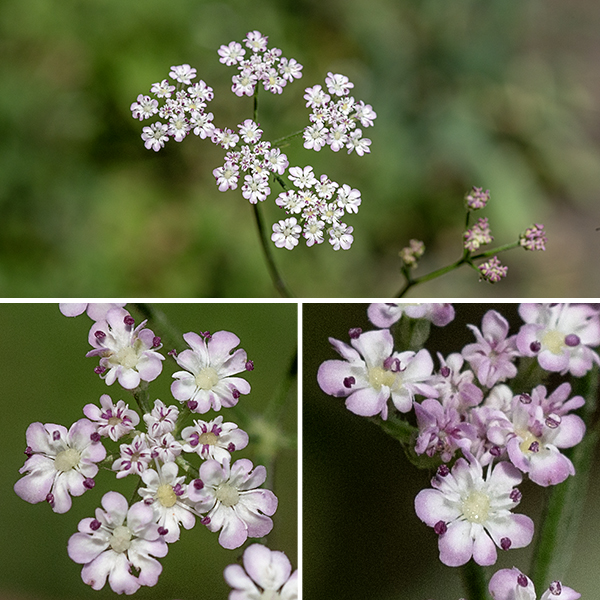 Erect hedge-parsley's main stem and side stems give rise to umbels 1.5-2" across of 10-20 umbellets of flowers. Each flower is about 1/8" across consisting of five white petals (often markedly unequal in size), and a creamy white center surrounded by five pink to white stamens. The fruit is an 1/8" long oval covered in hooked hairs to aid in bur-like dispersal; it contains two seeds. (The fruit of common hedge-parsley (Torilis arvensis) has straight or only slightly curved hairs, not hooked, but the hairs are barbed.)