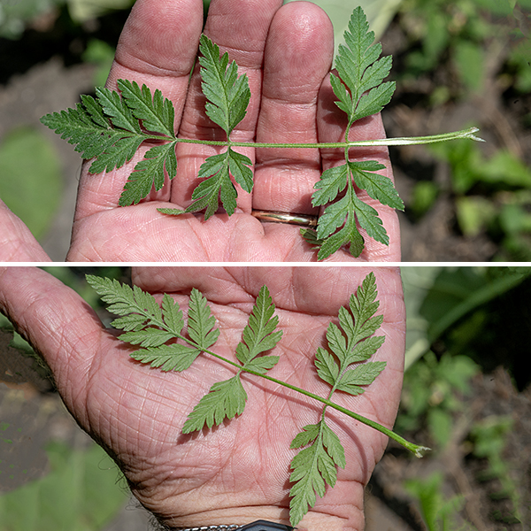 Erect hedge-parsley (aka, Japanese hedge-parsley) is an aggressive invasive species native to western Europe and Asia that gets over three feet tall. It is almost indistinguishable from the native common hedge-parsley (Torilis arvensis). Erect hedge-parsley has one or more long linear bracts at the base of each umbel and up to eight at the base of each umbellet, but you must look closely to see them. (I did not know this when I encountered this plant, so I have no helpful pictures. I'm not positive which species is figured here but Seek identified it as erect hedge-parsley.) The stems are ridged and branched. The leaves and stems are covered in stiff, appressed hairs that give both a rough feel. The basal and lower stem leaves are up to 5" long and 4" wide, odd-compound in groups of three to five; the stem leaves have a sheath where the leaf petiole joins the stem. In the lower regions of the stem, the leaflets are fern-like, feathery, and narrow at the base; leaflets near the flowers are both smaller and less deeply divided.