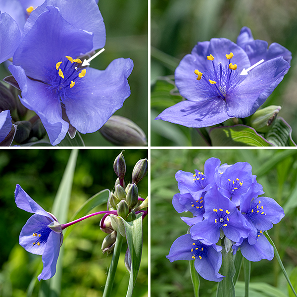 Ohio spiderwort's flowers and buds occur in a cluster, each cluster on a hairless flower stalk (pedicel) with a pair of long, leaf-like bracts at its base at the apex of the plant. Individual flowers are about 1-1.5" across, with three green, oval sepals offset from the petals; three rounded blue-violet petals; six stamens with blue filaments and bright yellow anthers; a single blue style with a small white stigma; and fine, thread-like, violet hairs radiating out from the stamen and style bases in the center of the flower. The seed capsules are 4-8 mm long, ovoid, with three distinct compartments. The mature seed capsule splits into three sections, each releasing 3-6 oblong, strongly ribbed, brown seeds. The flowers open early in the morning but close in the afternoon (later on cloudy days). Ohio spiderwort is the commonest spiderwort in Illinois and the only Tradescantia species to occur in Jackson Park; the very similar Virginia spiderwort (Tradescantia virginiana) can be distinguished from Ohio spiderwort by its hairy flower stalks (pedicels).