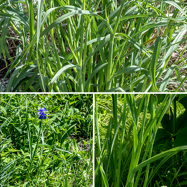 Ohio spiderwort is a native perennial, ubiquitous in Jackson Park, that grows 2-4 feet tall. The central stem is hairless, round in section, and often has a waxy bloom (like a plum). The leaves are alternate with attachments spiraling up around the stem, gray- or blue-green in color, hairless, and up to 15" long and 1" across; the leaves wrap around the stem as sheaths. The long, narrow leaves taper to a sharp point, are parallel-veined, and are folded longitudinally around the midvein; they often buckle about mid-leaf where the fold flattens, allowing the distal half of the leaf to droop.