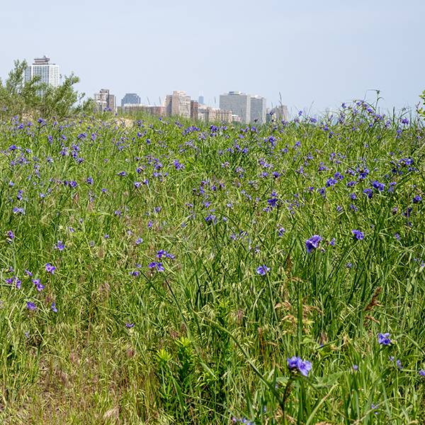 Ohio spiderwort is a native perennial, ubiquitous in Jackson Park, that grows 2-4 feet tall. The central stem is hairless, round in section, and often has a waxy bloom (like a plum). The leaves are alternate with attachments spiraling up around the stem, gray- or blue-green in color, hairless, and up to 15" long and 1" across; the leaves wrap around the stem as sheaths. The long, narrow leaves taper to a sharp point, are parallel-veined, and are folded longitudinally around the midvein; they often buckle about mid-leaf where the fold flattens, allowing the distal half of the leaf to droop. The flowers and buds occur in a cluster, each cluster on a hairless flower stalk (pedicel) with a pair of long, leaf-like bracts at its base at the apex of the plant. Individual flowers are about 1-1.5" across, with three green, oval sepals offset from the petals; three rounded blue-violet petals; six stamens with blue filaments and bright yellow anthers; a single blue style with a small white stigma; and fine, thread-like, violet hairs radiating out from the stamen and style bases in the center of the flower. The seed capsules are 4-8 mm long, ovoid, with three distinct compartments. The mature seed capsule splits into three sections, each releasing 3-6 oblong, strongly ribbed, brown seeds. The flowers open early in the morning but close in the afternoon (later on cloudy days). Ohio spiderwort is the commonest spiderwort in Illinois and the only Tradescantia species to occur in Jackson Park; the very similar Virginia spiderwort (Tradescantia virginiana) can be distinguished from Ohio spiderwort by its hairy flower stalks (pedicels).