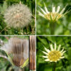 Western goat's-beard's stems terminate in a single flowerhead, with the stem strongly swollen beneath the flowerhead. Individual flowerheads are pale lemon yellow and about 2" across. Between 50-180 ray florets are present; disc florets are absent. A series of about 13 sharply pointed, narrow bluish-green bracts (significantly longer than the outer ray florets) surround the base of the flowerhead. The outer ray florets (the "petals") are much longer than the inner ray florets. All ray florets have an outer tip of the "petal" decorated with five small teeth. Near the base of the ray florets is a composite reproductive structure consisting of a single style, bifurcated at its tip, and five stamens with black anthers closely appressed to the middle of the style. The flowerheads open in the morning but close in the afternoon; the flowerheads sometimes track the sun like a sunflower. Fertilized florets produce a long, narrow, naked seed densely covered with small teeth; the seed is attached to a plume of fine white hairs (like a dandelion). The seed head looks like a giant version of a dandelion seed head. Western goat's beard is very similar to yellow goat's beard (Tragopogon pratensis) but prefers drier habitats; the latter has only eight bracts (rather than 13) surrounding the flowerhead and the bracts are the same length (not longer) than the outer ray florets.