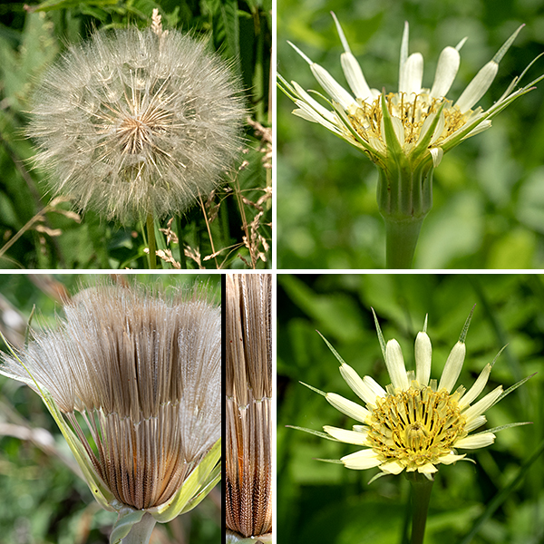 Western goat's-beard's stems terminate in a single flowerhead, with the stem strongly swollen beneath the flowerhead. Individual flowerheads are pale lemon yellow and about 2" across. Between 50-180 ray florets are present; disc florets are absent. A series of about 13 sharply pointed, narrow bluish-green bracts (significantly longer than the outer ray florets) surround the base of the flowerhead. The outer ray florets (the "petals") are much longer than the inner ray florets. All ray florets have an outer tip of the "petal" decorated with five small teeth. Near the base of the ray florets is a composite reproductive structure consisting of a single style, bifurcated at its tip, and five stamens with black anthers closely appressed to the middle of the style. The flowerheads open in the morning but close in the afternoon; the flowerheads sometimes track the sun like a sunflower. Fertilized florets produce a long, narrow, naked seed densely covered with small teeth; the seed is attached to a plume of fine white hairs (like a dandelion). The seed head looks like a giant version of a dandelion seed head. Western goat's beard is very similar to yellow goat's beard (Tragopogon pratensis) but prefers drier habitats; the latter has only eight bracts (rather than 13) surrounding the flowerhead and the bracts are the same length (not longer) than the outer ray florets.