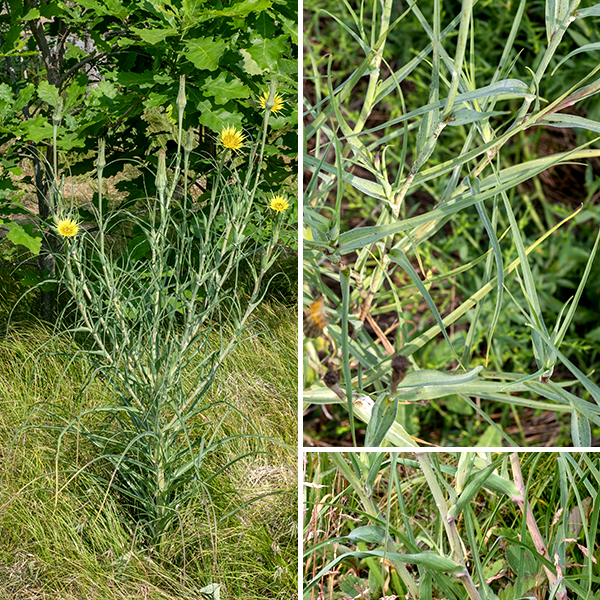 Western goat's-beard (aka, yellow salsify) is an invasive annual or (more commonly) biennial that is native to Eurasia; it reaches 1-3 feet tall when in bloom. During its first year, the plant consists of a rosette of basal leaves; during its second year, the plant produces flowering stems. Both the basal and stem leaves are similar in form; the stem leaves are alternate. The leaves are grass-like, up to a foot long and 1/2-3/4" across; stem leaves become smaller higher on the stem. The leaves are linear/lance-shaped, hairless, pale greyish- or bluish green, with parallel venation and smooth margins; the stem leaves strongly clasp the stem.