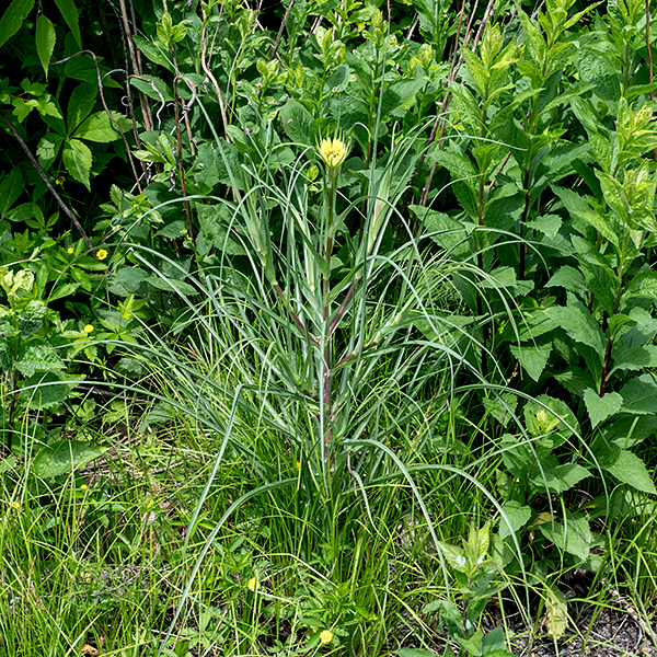 Western goat's-beard (aka, yellow salsify) is an invasive annual or (more commonly) biennial that is native to Eurasia; it reaches 1-3 feet tall when in bloom. During its first year, the plant consists of a rosette of basal leaves; during its second year, the plant produces flowering stems. Both the basal and stem leaves are similar in form; the stem leaves are alternate. The leaves are grass-like, up to a foot long and 1/2-3/4" across; stem leaves become smaller higher on the stem. The leaves are linear/lance-shaped, hairless, pale greyish- or bluish green, with parallel venation and smooth margins; the stem leaves strongly clasp the stem. The stems terminate in a single flowerhead, with the stem strongly swollen beneath the flowerhead. Individual flowerheads are pale lemon yellow and about 2" across. Between 50-180 ray florets are present; disc florets are absent. A series of about 13 sharply pointed, narrow bluish-green bracts (significantly longer than the outer ray florets) surround the base of the flowerhead. The outer ray florets (the "petals") are much longer than the inner ray florets. All ray florets have an outer tip of the "petal" decorated with five small teeth. Near the base of the ray florets is a composite reproductive structure consisting of a single style, bifurcated at its tip, and five stamens with black anthers closely appressed to the middle of the style. The flowerheads open in the morning but close in the afternoon; the flowerheads sometimes track the sun like a sunflower. Fertilized florets produce a long, narrow, naked seed densely covered with small teeth; the seed is attached to a plume of fine white hairs (like a dandelion). The seed head looks like a giant version of a dandelion seed head. Western goat's beard is very similar to yellow goat's beard (Tragopogon pratensis) but prefers drier habitats; the latter has only eight bracts (rather than 13) surrounding the flowerhead and the bracts are the same length (not longer) than the outer ray florets.