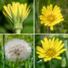 Yellow goat's-beard stems produce a long naked stalk from their tips that bears a single flowerhead. Individual flowerheads are bright yellow and 1-2.5" across. Between 50-180 ray florets are present; disc florets are absent. A series of about eight sharply pointed, narrow green bracts (the same length or shorter than the outer ray florets) surround the base of the flowerhead. The outer ray florets (the "petals") are much longer than the inner ray florets. All ray florets have an outer tip decorated with five small teeth. Near the base of the ray florets is a composite reproductive structure consisting of a single yellow style, bifurcated at its tip, and five stamens with black anthers closely appressed to the middle of the style. Fertilized florets produce a long, narrow naked seed; the seed is attached to a plume of fine white hairs (like a dandelion). The seed head looks like a giant (3" across) version of a dandelion seed head. Like Tragopogon dubius, it's an exotic, but at least it's less aggressive. Distinguish yellow goat's beard (T. pratensis) from western goat's beard (T. dubius) by flower color (bright yellow vs. pale yellow), foliage color (green vs. bluish green, number of floral bracts (8 vs. 13), leaf shape (tips curled vs. tips straight), and length of the floral bracts (same as petals vs. much longer than petals).