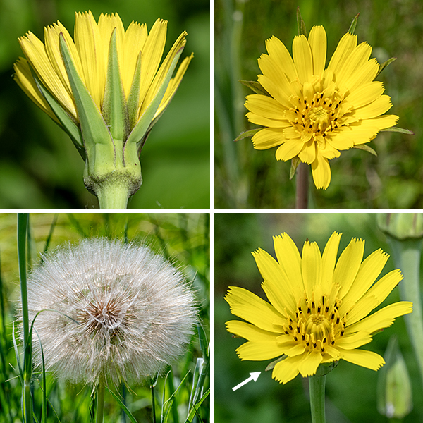 Yellow goat's-beard stems produce a long naked stalk from their tips that bears a single flowerhead. Individual flowerheads are bright yellow and 1-2.5" across. Between 50-180 ray florets are present; disc florets are absent. A series of about eight sharply pointed, narrow green bracts (the same length or shorter than the outer ray florets) surround the base of the flowerhead. The outer ray florets (the "petals") are much longer than the inner ray florets. All ray florets have an outer tip decorated with five small teeth. Near the base of the ray florets is a composite reproductive structure consisting of a single yellow style, bifurcated at its tip, and five stamens with black anthers closely appressed to the middle of the style. Fertilized florets produce a long, narrow naked seed; the seed is attached to a plume of fine white hairs (like a dandelion). The seed head looks like a giant (3" across) version of a dandelion seed head. Like Tragopogon dubius, it's an exotic, but at least it's less aggressive. Distinguish yellow goat's beard (T. pratensis) from western goat's beard (T. dubius) by flower color (bright yellow vs. pale yellow), foliage color (green vs. bluish green, number of floral bracts (8 vs. 13), leaf shape (tips curled vs. tips straight), and length of the floral bracts (same as petals vs. much longer than petals).