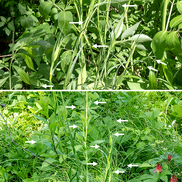 Yellow goat's-beard (aka, meadow salsify) is a biennial invasive native to Eurasia; when in bloom, the flower stalks reach up to 3' tall (but are usually shorter). In its first year, this plant produces only a rosette of basal leaves that are similar to the stem leaves (see below) but that wither the next year; in its second year, it sends up one or more flowering stems that occasionally branch. The stems are hairless, round in section, and typically somewhat swollen at the leaf nodes; it is swollen below the flowers only during fruiting. The stem leaves are alternate, up to 1' long and 1" wide, green, hairless, with smooth margins and parallel veins, and clasp the stems; leaves become smaller higher up the stem. Especially on the upper leaves, the tips of the leaves are curled towards their underside (arrows), perpendicular to the plane of the leaf blade.