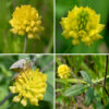 Fuzzy flower stalks about 1" long arise from the leaf axils of low hop clover. The flowerheads are roughly spherical, lemon yellow, and about 1/2" across comprised of 20-40 pea-like florets with five petals; each floret is about 4 mm long. The upper petal (the standard) on each floret is conspicuously grooved and forms a hood over the two petals forming the keel; two lateral petals flank the keel. Fertilized florets form tiny seedpods that are shorter than the keel. The flower color and foliage of low hop clover are very similar to black medic (Medicago lupulina), but the standard on black medic is not grooved and sits perpendicular to the keel.