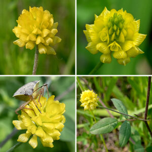 Fuzzy flower stalks about 1" long arise from the leaf axils of low hop clover. The flowerheads are roughly spherical, lemon yellow, and about 1/2" across comprised of 20-40 pea-like florets with five petals; each floret is about 4 mm long. The upper petal (the standard) on each floret is conspicuously grooved and forms a hood over the two petals forming the keel; two lateral petals flank the keel. Fertilized florets form tiny seedpods that are shorter than the keel. The flower color and foliage of low hop clover are very similar to black medic (Medicago lupulina), but the standard on black medic is not grooved and sits perpendicular to the keel.