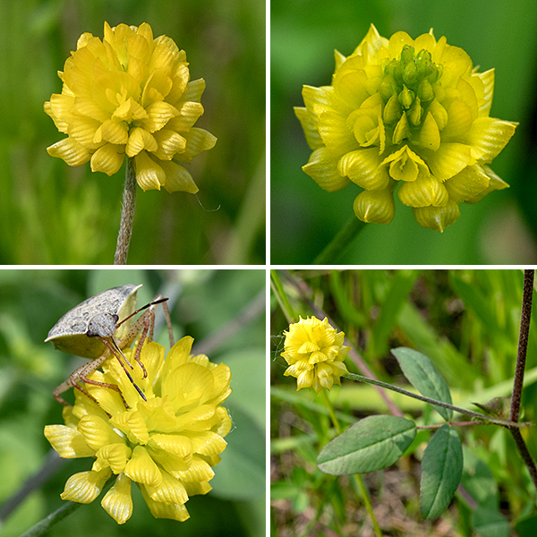 Fuzzy flower stalks about 1" long arise from the leaf axils of low hop clover. The flowerheads are roughly spherical, lemon yellow, and about 1/2" across comprised of 20-40 pea-like florets with five petals; each floret is about 4 mm long. The upper petal (the standard) on each floret is conspicuously grooved and forms a hood over the two petals forming the keel; two lateral petals flank the keel. Fertilized florets form tiny seedpods that are shorter than the keel. The flower color and foliage of low hop clover are very similar to black medic (Medicago lupulina), but the standard on black medic is not grooved and sits perpendicular to the keel.