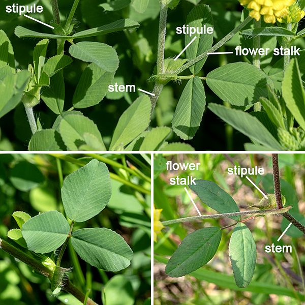 Low hop clover is an exotic annual or biennial, native to Europe and western Asia; it was introduced as a forage crop and for "soil improvement" and is now naturalized in the U.S. As the name implies, it doesn't grow very tall — 12" or less. The stems are green or reddish green, slightly hairy, and round in section; they tend to sprawl. The leaves are alternate, palmately compound with three leaflets, each 1/2-3/4" long and half as wide; the central (apical) leaflet has the longest petiolule, while the lateral leaflets have very short petiolules or are sessile. Unlike red clover (T. pratense) and white clover (T. repens), there are no white chevron marks on the leaflets. The leaflets have very low teeth along their margins where the lateral veins intersect the leaf margin. The stems have short, downy hairs, but the leaf petioles are hairless. Two stipules (bracts) flank the base of the leaf petioles; they are oval, half the length of the leaf petiole, and with a pointed end.