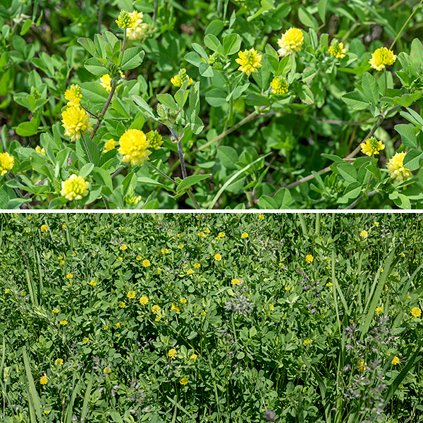 Low hop clover is an exotic annual or biennial, native to Europe and western Asia; it was introduced as a forage crop and for "soil improvement" and is now naturalized in the U.S. As the name implies, it doesn't grow very tall — 12" or less. The stems are green or reddish green, slightly hairy, and round in section; they tend to sprawl. The leaves are alternate, palmately compound with three leaflets, each 1/2-3/4" long and half as wide; the central (apical) leaflet has the longest petiolule, while the lateral leaflets have very short petiolules or are sessile. Unlike red clover (T. pratense) and white clover (T. repens), there are no white chevron marks on the leaflets. The leaflets have very low teeth along their margins where the lateral veins intersect the leaf margin. The stems have short, downy hairs, but the leaf petioles are hairless. Two stipules (bracts) flank the base of the leaf petioles; they are oval, half the length of the leaf petiole, and with a pointed end. Fuzzy flower stalks about 1" long arise from the leaf axils. The flowerheads are roughly spherical, lemon yellow, and about 1/2" across comprised of 20-40 pea-like florets with five petals; each floret is about 4 mm long. The upper petal (the standard) on each floret is conspicuously grooved and forms a hood over the two petals forming the keel; two lateral petals flank the keel. Fertilized florets form tiny seedpods that are shorter than the keel. The flower color and foliage of low hop clover are very similar to black medic (Medicago lupulina), but the standard on black medic is not grooved and sits perpendicular to the keel.
